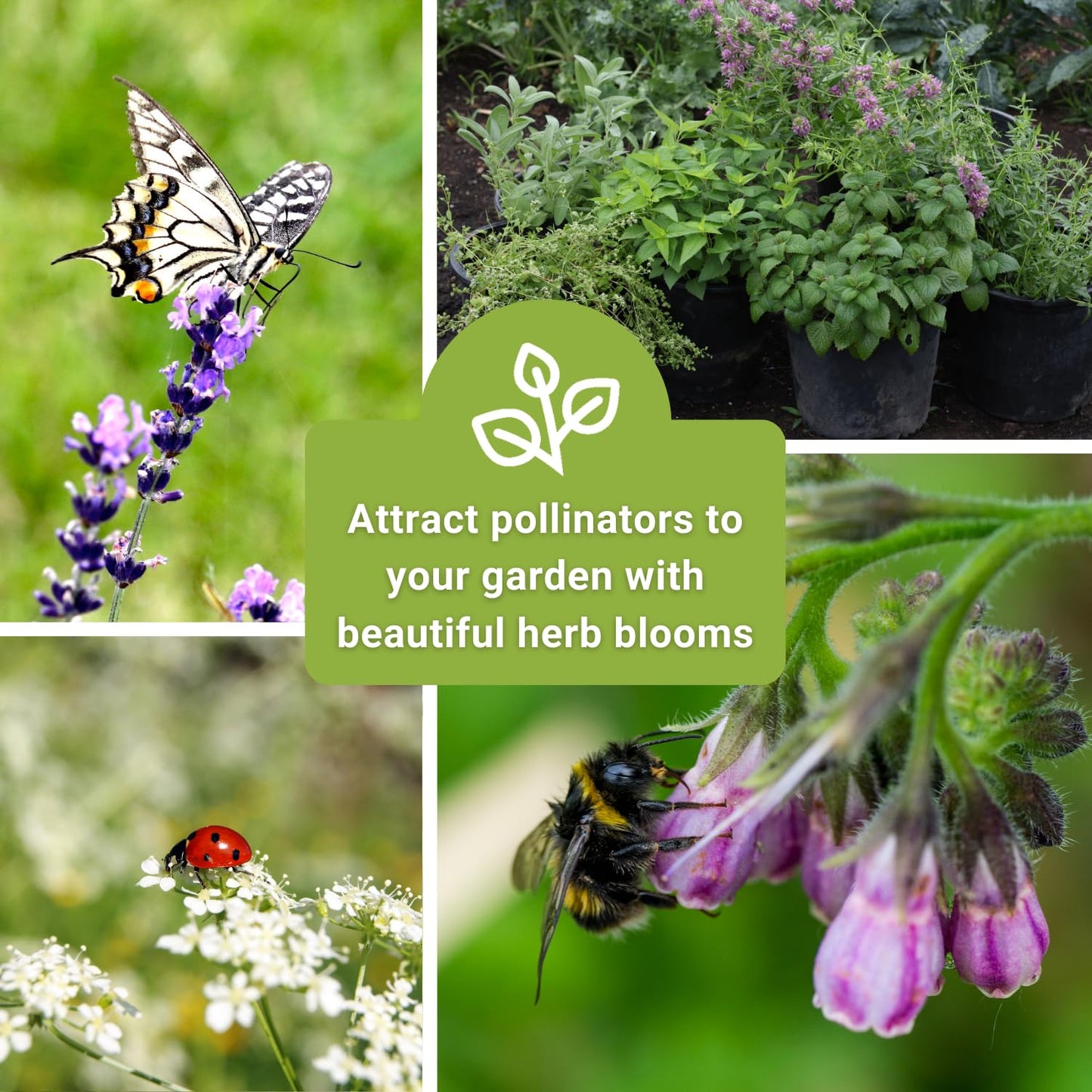Sow Right Seeds - Large Medicinal Herb Seed Collection for Planting - Chamomile, Echinacea, Lavender, Mint, Lovage, Lemon Balm, & More - Non-GMO Heirloom for Home Remedies, Teas, Tinctures
