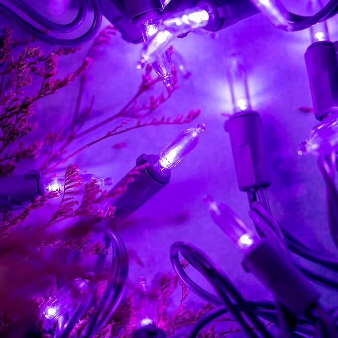 YULETIME 200 Purple LED Christmas Lights with Purple Wire, Pack of 2 Strands 33 Feet 100 Lights UL Certified Holiday String Light Set