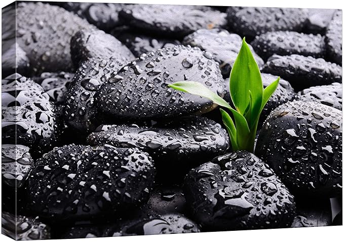 wall26 Canvas Print Wall Art Raindrops on Black Rocks with Sprouting Plant Floral Nature Photography Realism Bohemian Scenic Relax/Calm Cool for Living Room, Bedroom, Office - 16"x24"