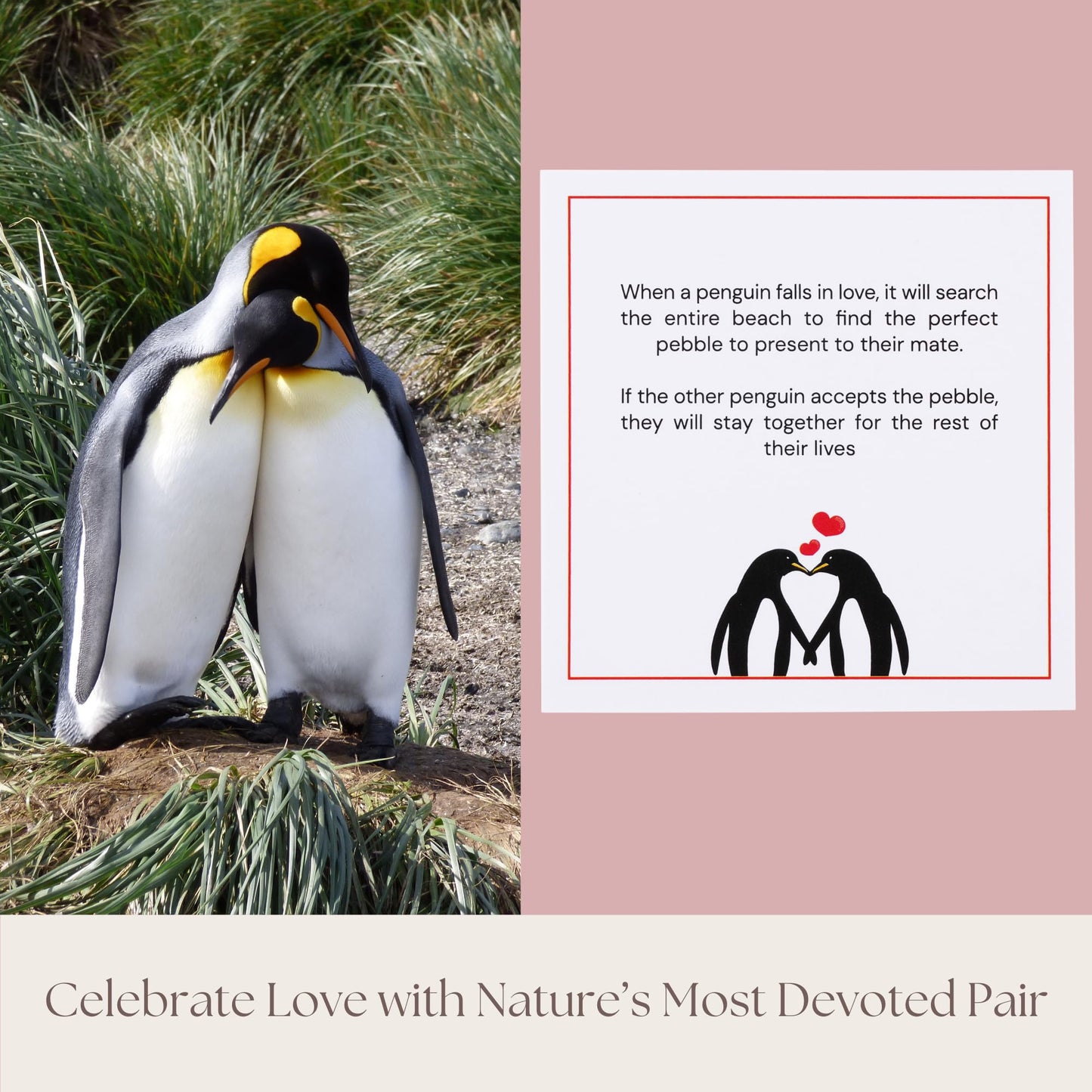 PureRejuva 1 Year Anniversary for Boyfriend or Girlfriend - Penguin Pebble Gift- First Wedding Anniversary for Husband or Wife - One Year Together Keepsake