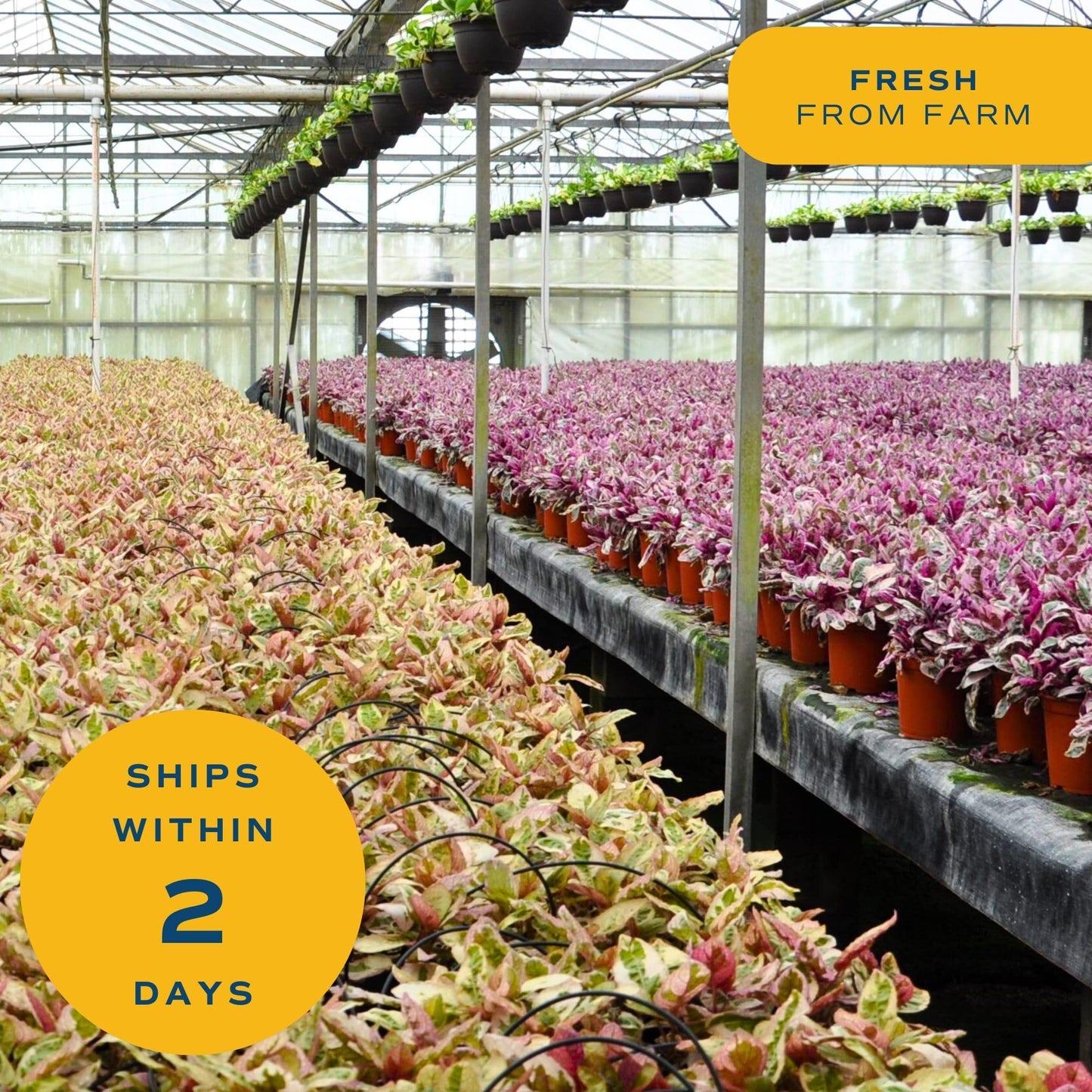 Costa Farms Live Mini Indoor Plants in Plastic Pots, Easy to Maintain, Air Purifying Houseplants, Home, Room, or Office Decor, House Warming or Birthday Gift, 4-6 Inches Tall, Pack of 6